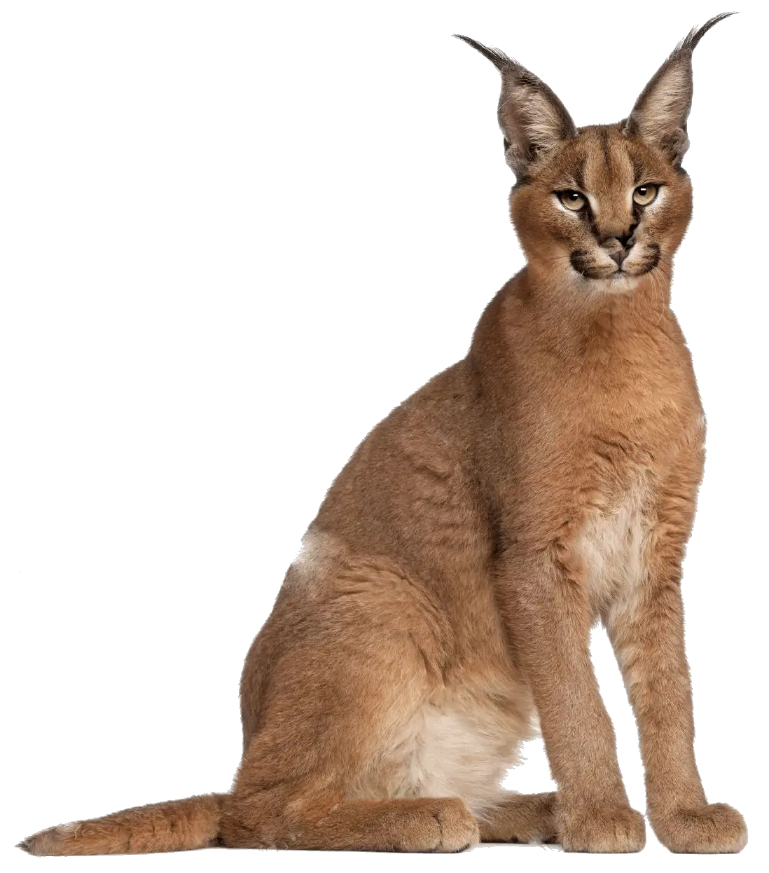 Caracal Wildcat Sitting