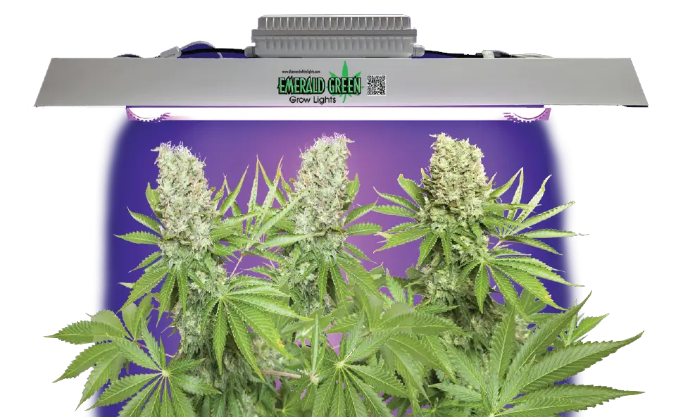 LED Grow Light for Indoor Plants