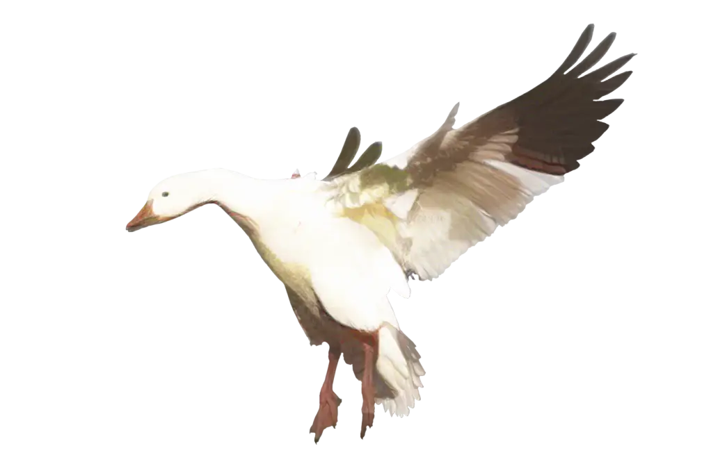 Flying Goose Illustration