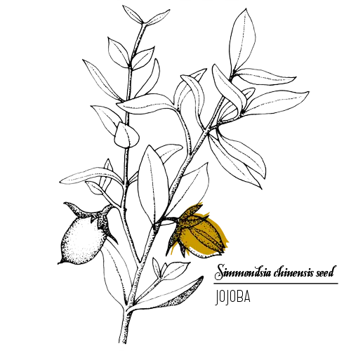 Jojoba Plant Illustration