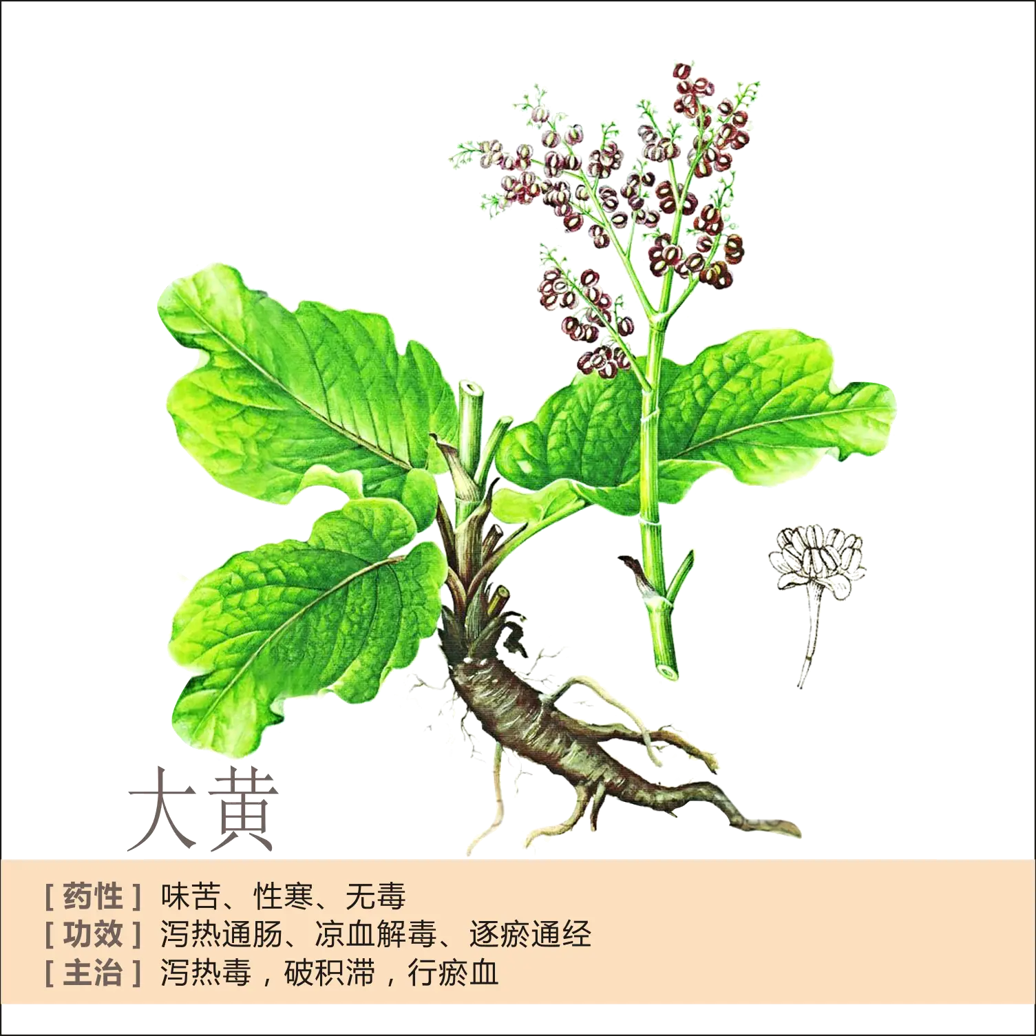 Traditional Healing Herb Illustration