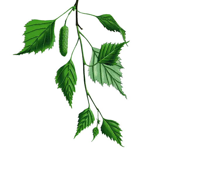 Green Birch Branch with Leaves