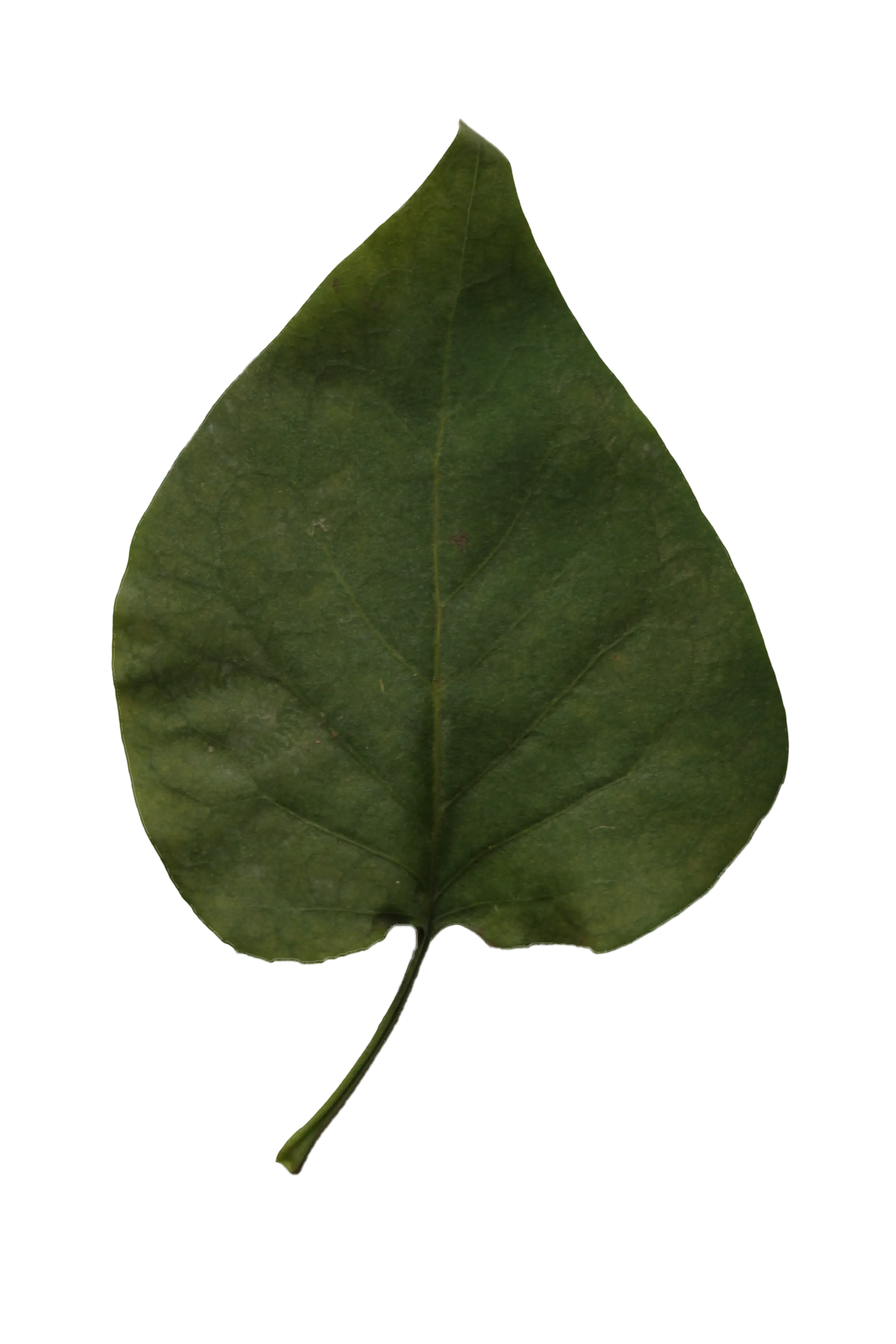 Single Green Leaf Isolated on Transparent Background