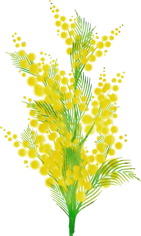 Yellow Mimosa Flowers in Bloom