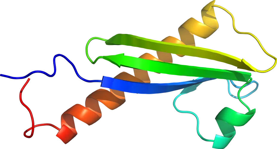 Visual Representation of Protein Structure