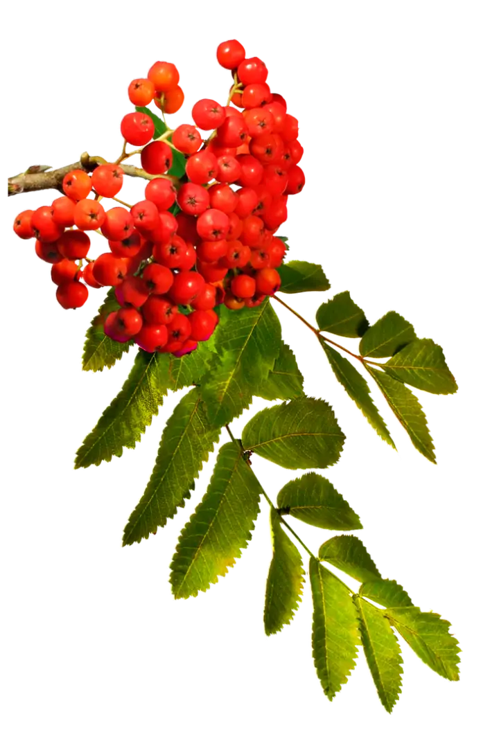 Rowan Berries with Green Leaves