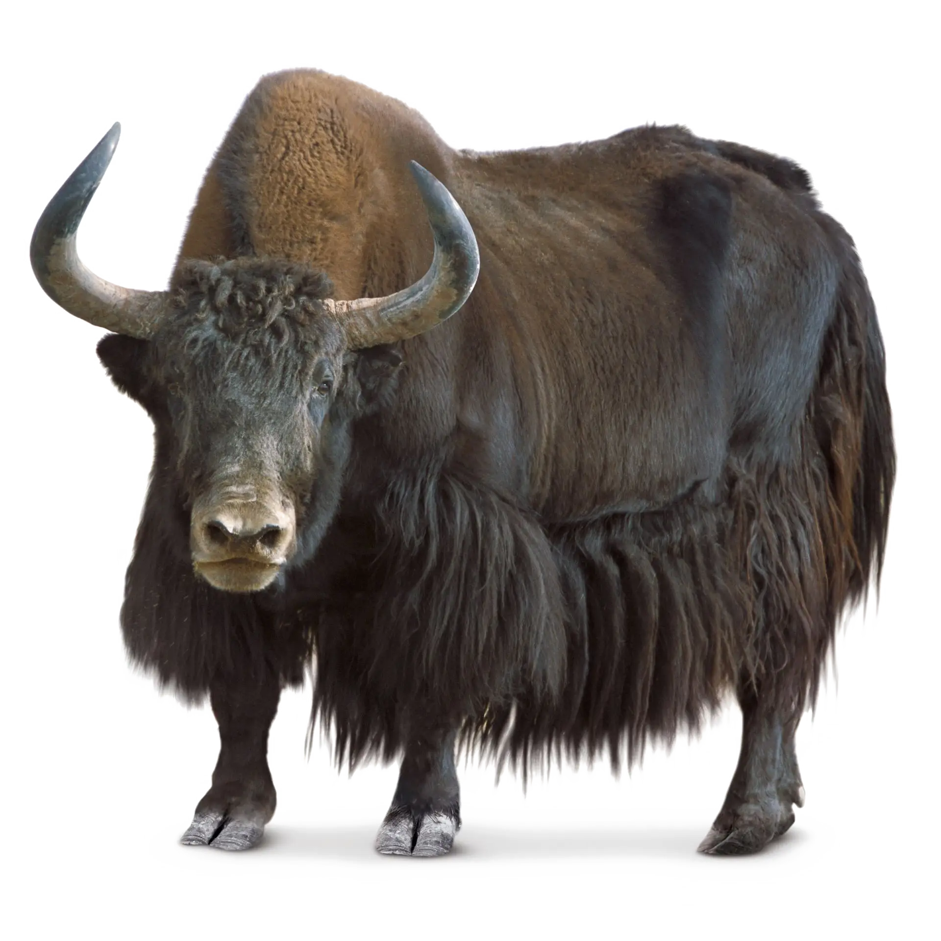 Wild Yak with Long Fur