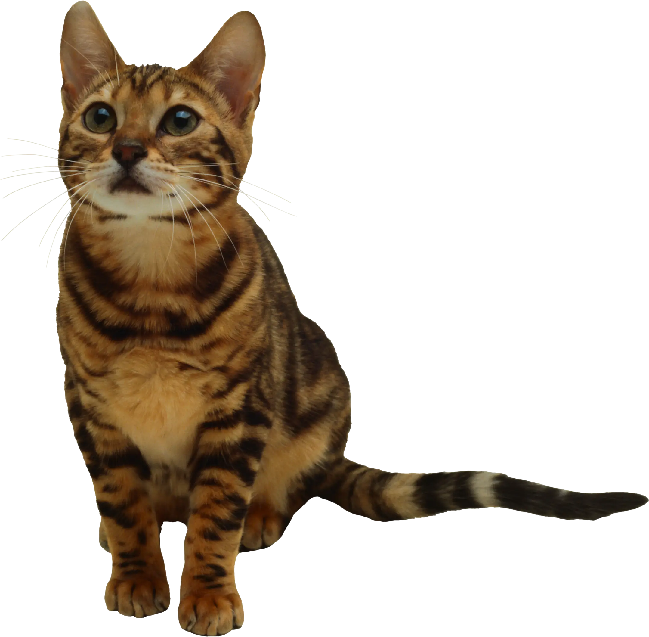 Striped Bengal Cat