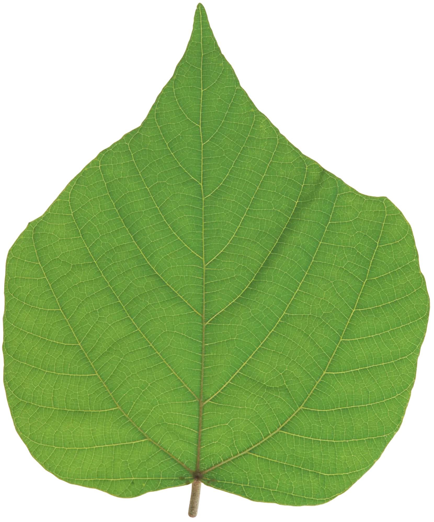 Single Vibrant Green Leaf
