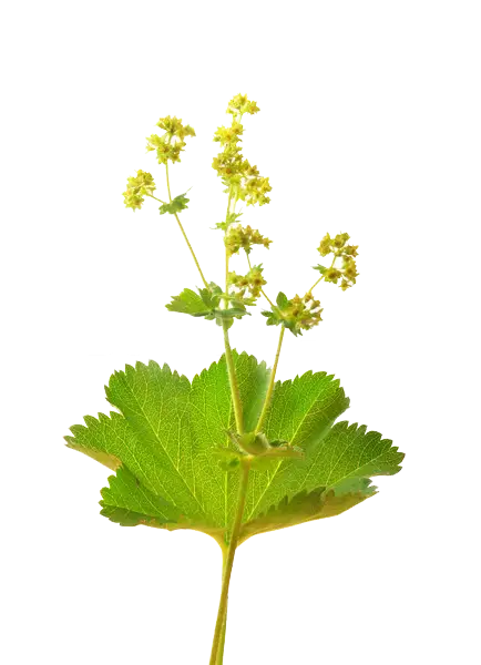 Green Leaf and Yellow Flowers