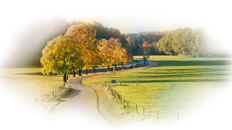 Beautiful Autumn Path with Trees