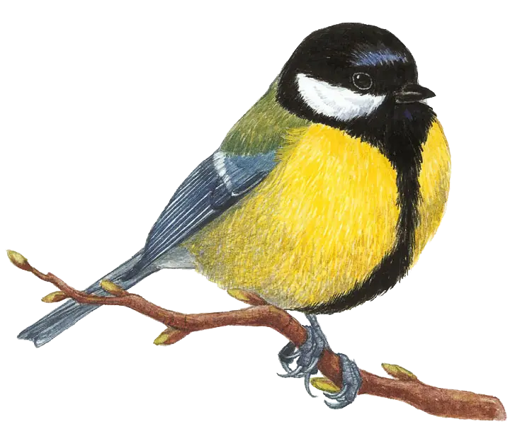Yellow and Black Bird Resting on a Branch