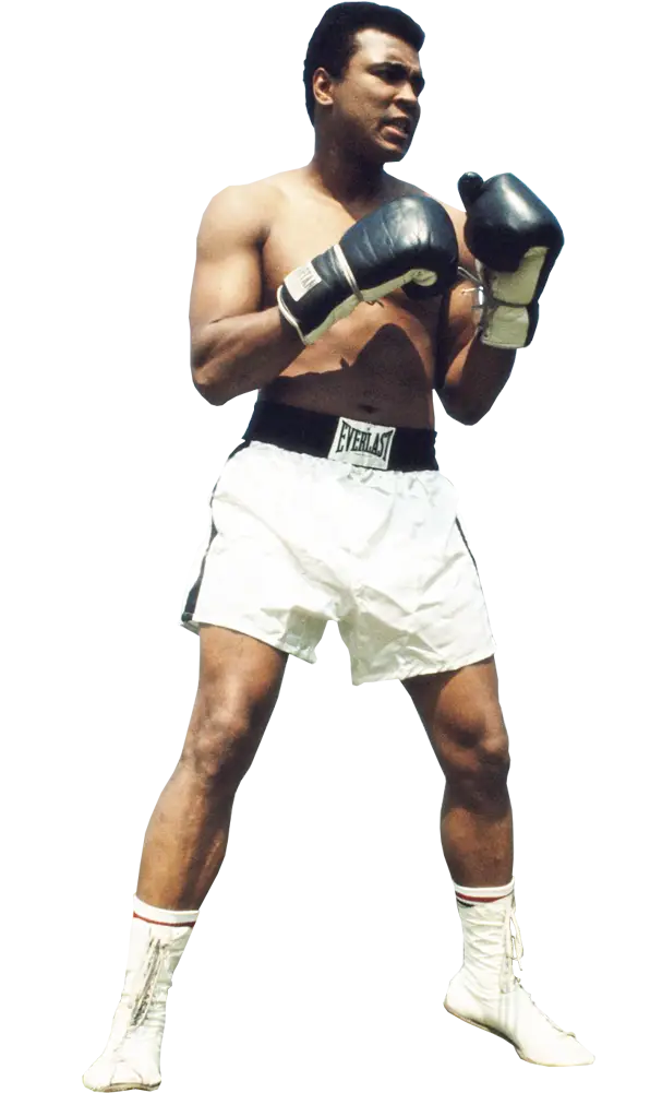 Boxer in Fighting Stance