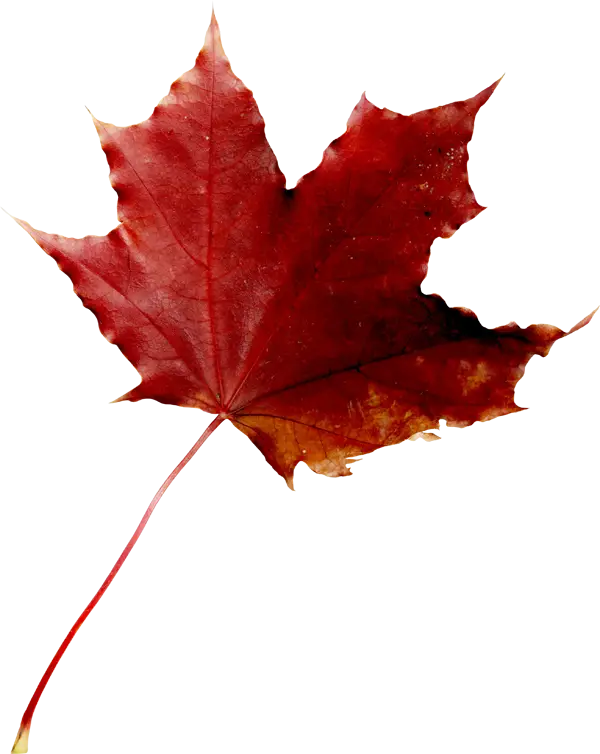 Red Maple Leaf Exhibiting Fall Colors