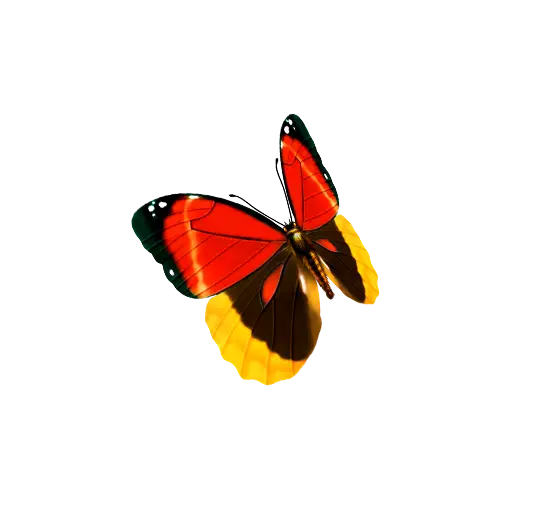 Vibrant Butterfly with Orange and Black Wings