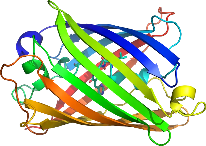 Protein Structure Illustration