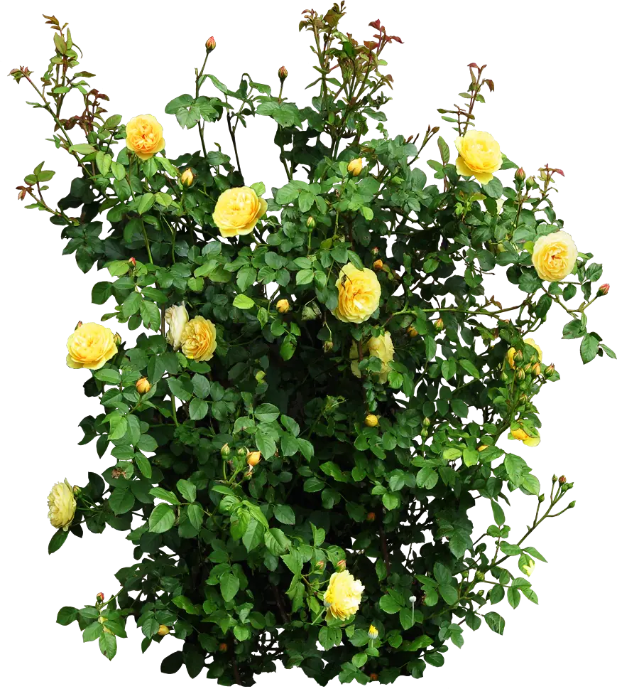 Yellow Roses Bush