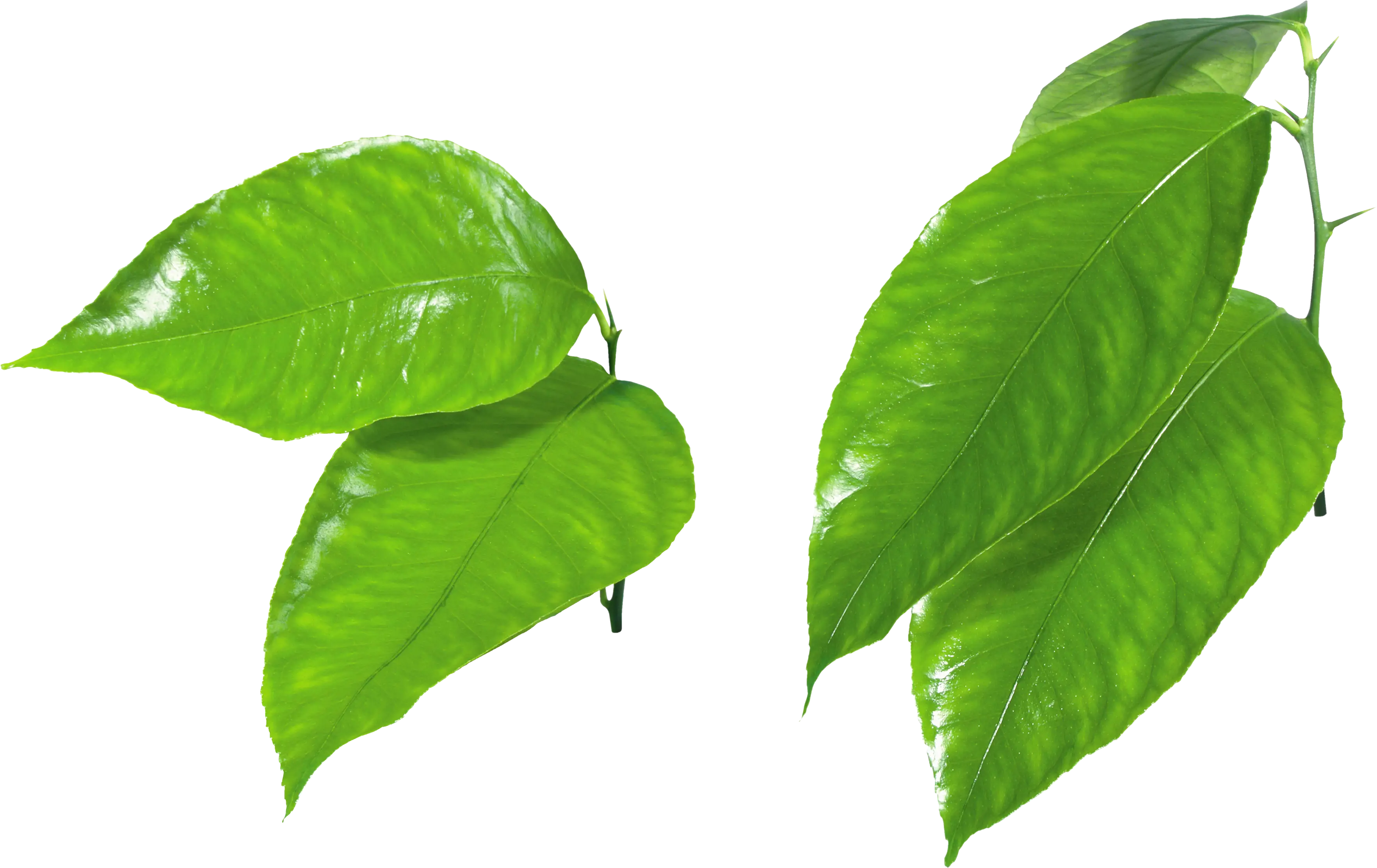 Bright Green Leaves on Transparent Background