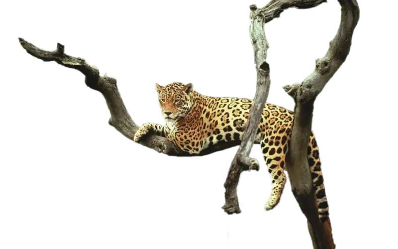 Leopard Resting on Tree Branch