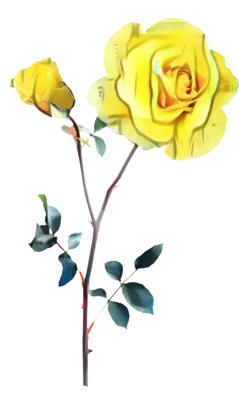 Yellow Rose with Bud Flower Illustration
