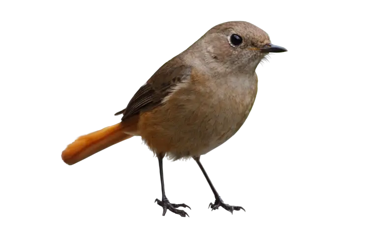 Brown Bird with Orange Tail