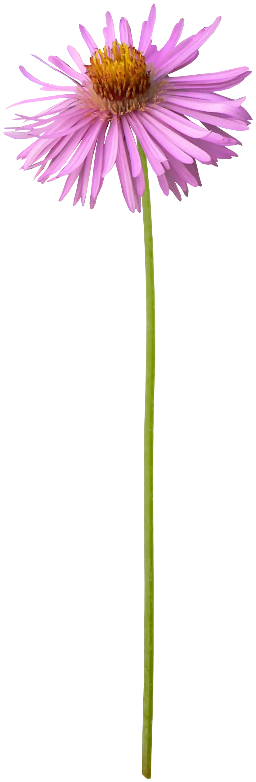Pink Flower on Thin Stem