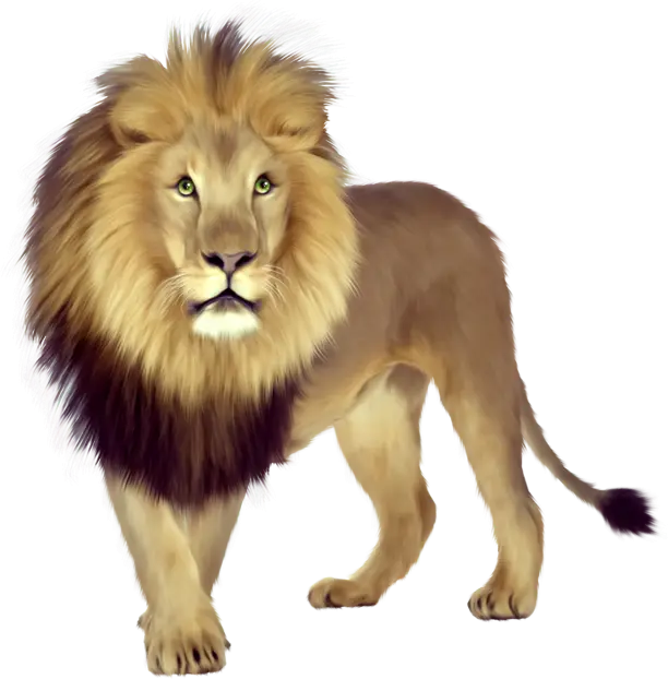 Realistic Lion Illustration