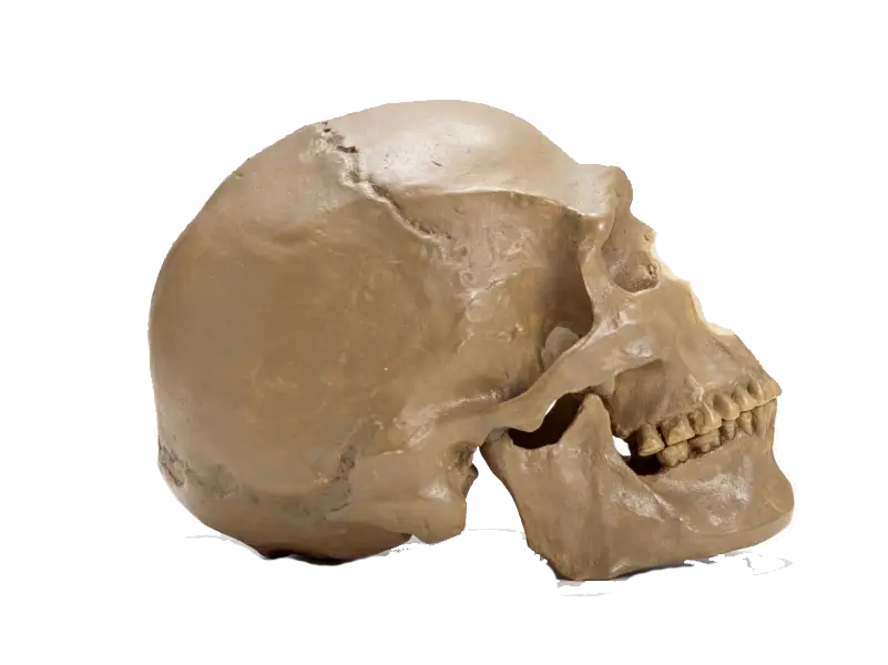 Realistic Human Skull