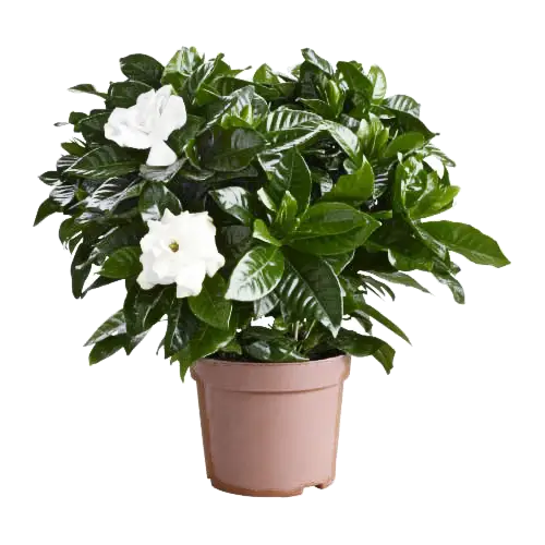 Green Potted Plant with White Flowers