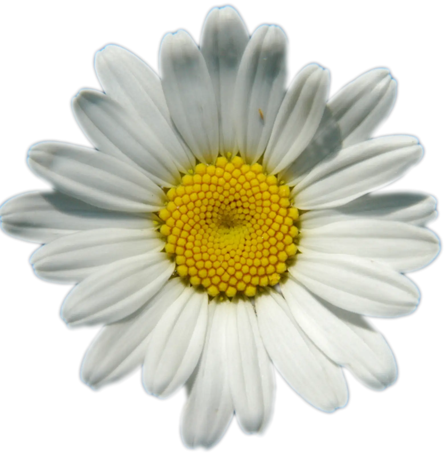 White Daisy Flower with Yellow Center