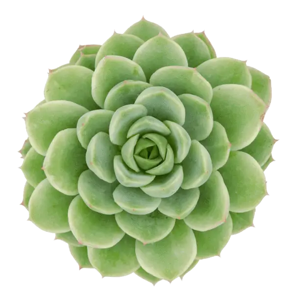 Beautiful Succulent Plant Top View