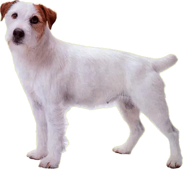 White and Brown Dog