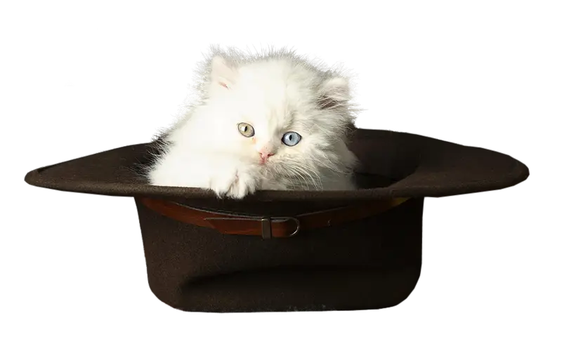 Cute White Kitten in a Hat