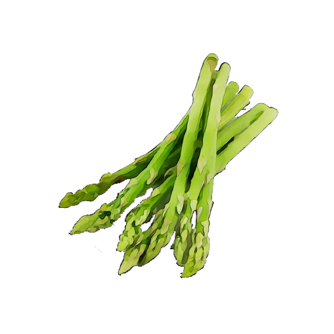 Fresh Green Asparagus Bunch Illustration