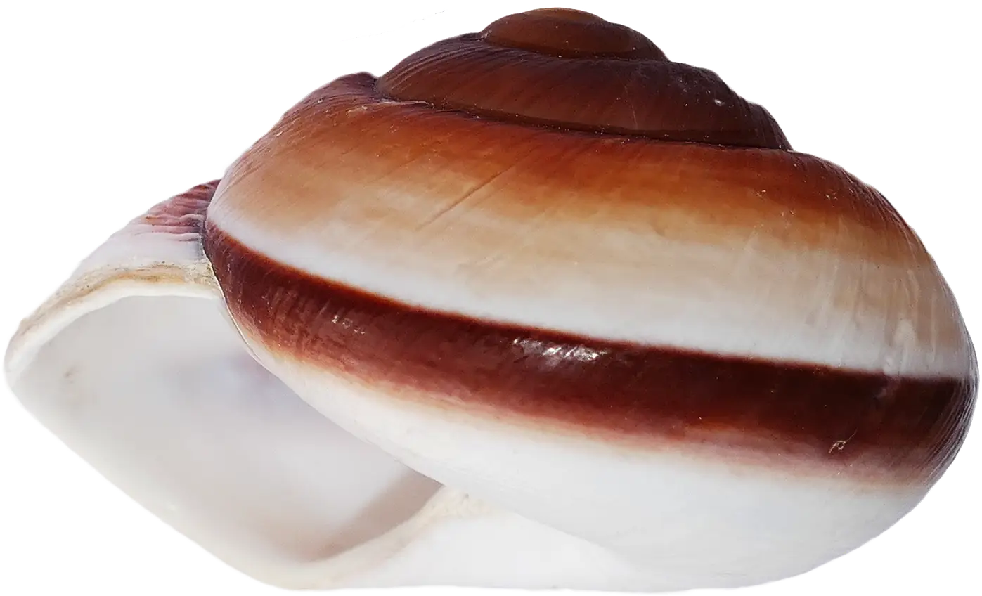 Brown and White Seashell