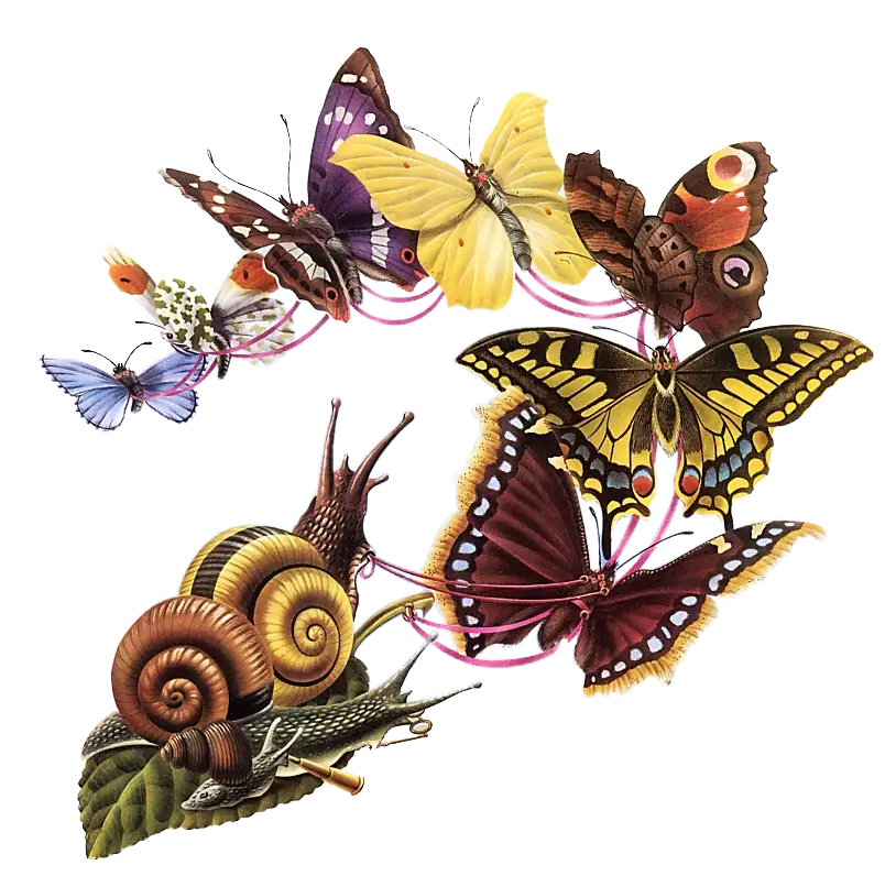Colorful Butterflies and Snails in Nature