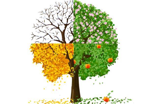 Tree in Four Seasonal States