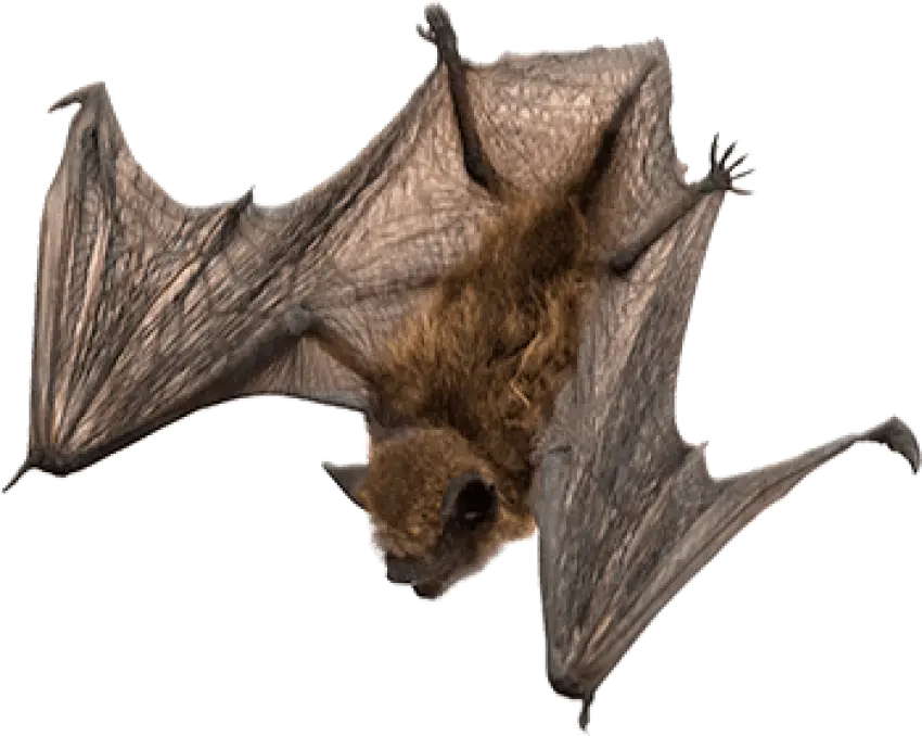 Brown Bat with Detailed Wings