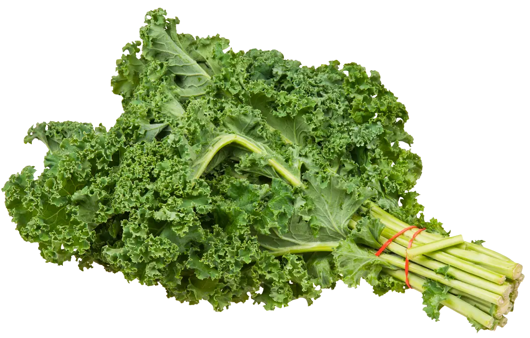 Fresh Bunch of Kale