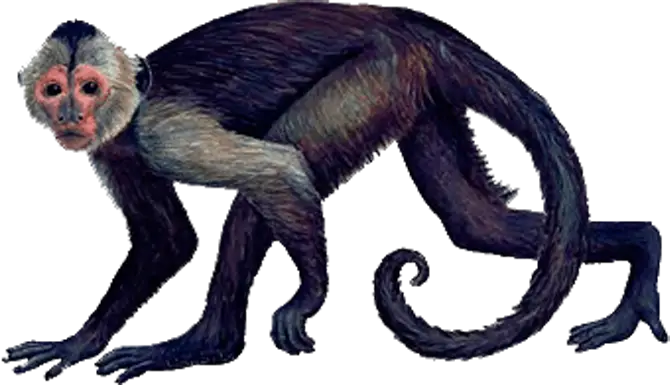 Black and White Monkey Illustration