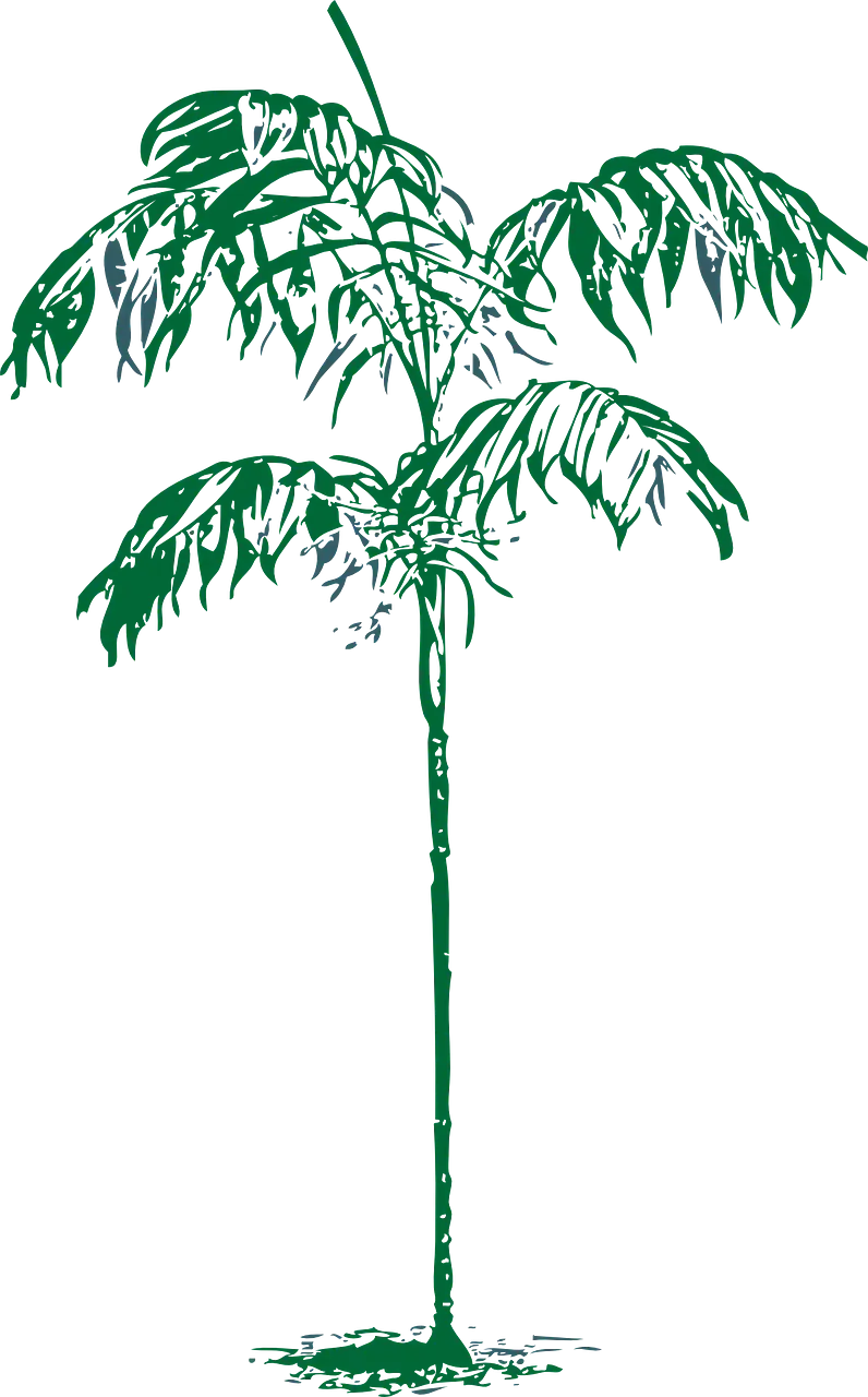 Green Palm Tree Drawing