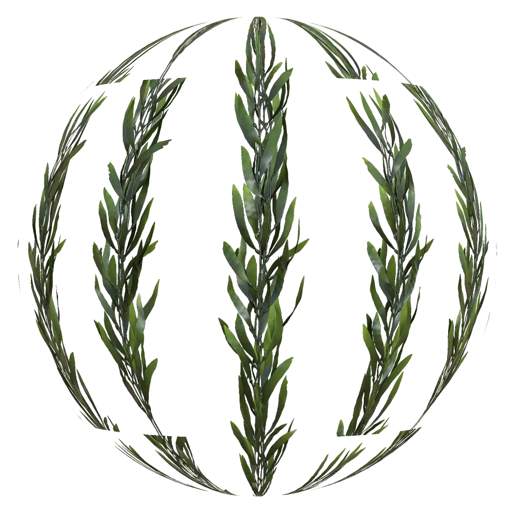 Seaweed Sphere Illustration