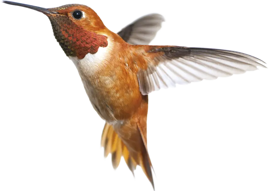 Hummingbird with Brown and Reddish Feathers in Flight