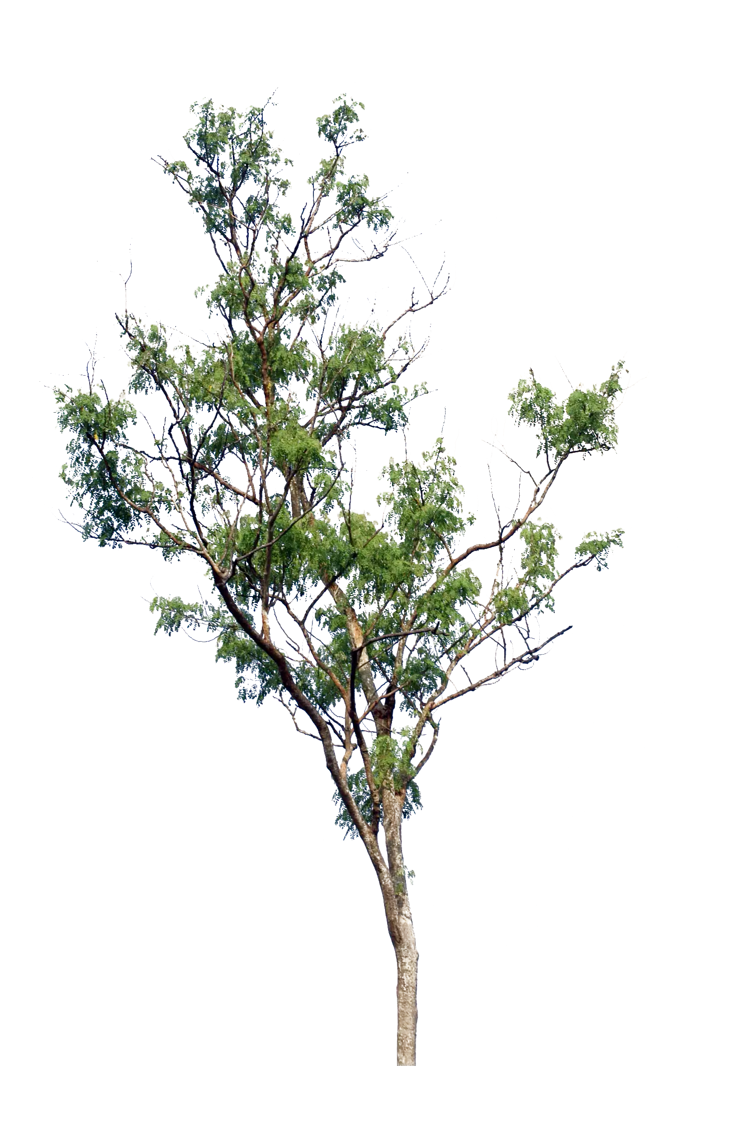 Tall Skinny Tree with Thin Foliage