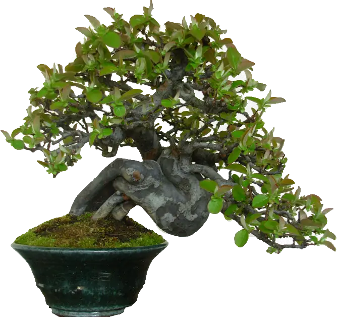 Beautiful Bonsai Tree in a Pot