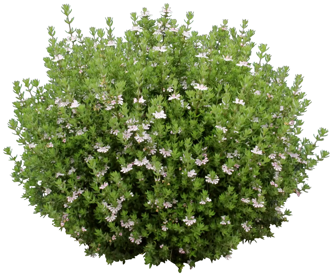 Lush Green Bush with Flowers
