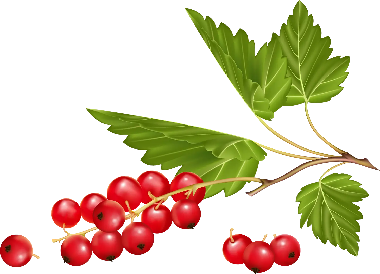Red Currant Branch with Leaves