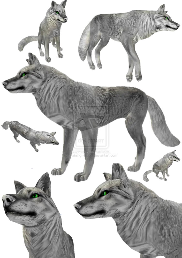 Gray Wolves Pack Illustration