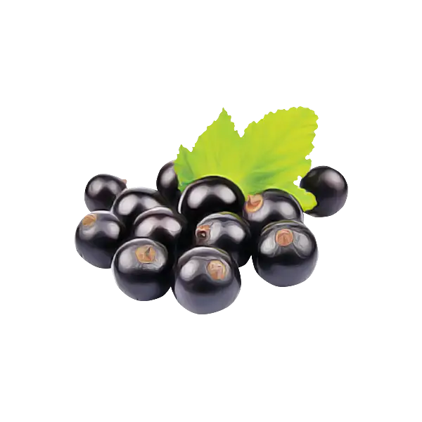 Blackcurrant Berries with Green Leaf Illustration