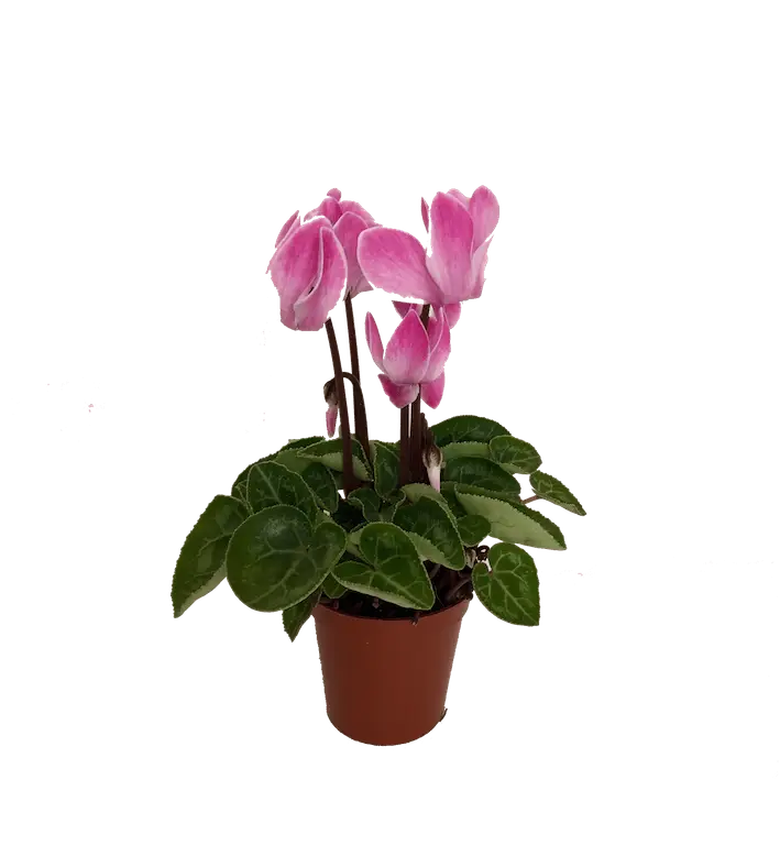 Cyclamen Plant in a Pot